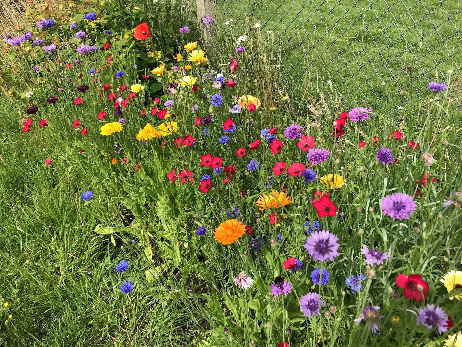 Wild flowers at Cobham Community Garden