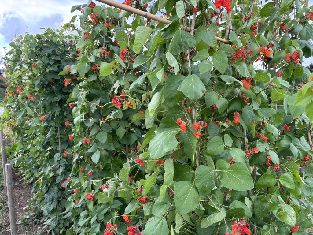 Runner beans growing at Cobham Community Garden